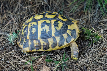Portrait einer griechischen Landschildkröte mit ihren wunderschönen Gelb Schwarzen Panzer.