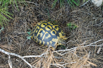 Portrait einer griechischen Landschildkröte mit ihren wunderschönen Gelb Schwarzen Panzer.