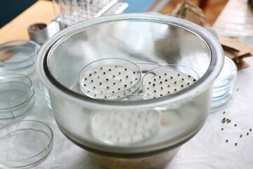 Scientist in the laboratory conducting experiments with hemp sativa