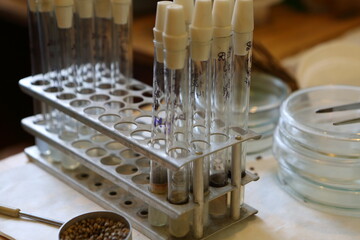 Scientist in the laboratory conducting experiments with hemp sativa