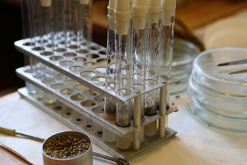 Scientist in the laboratory conducting experiments with hemp sativa