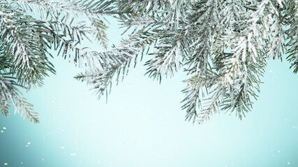 Fir tree branch covered with snow.
