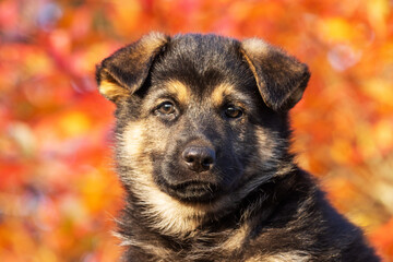 Portrait of an incredibly adorable puppy sitting in front of colorful autumn leaves in Europe.