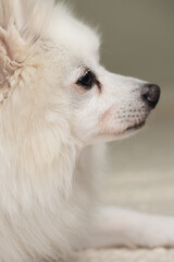 Side profile of a small white dog