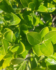 Small green leaves close up
