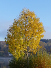 Nice: autumn colors the leaves golden