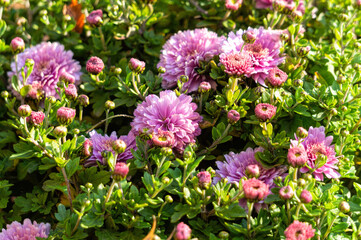 Delicate purple autumn chrysanthemums, holiday card