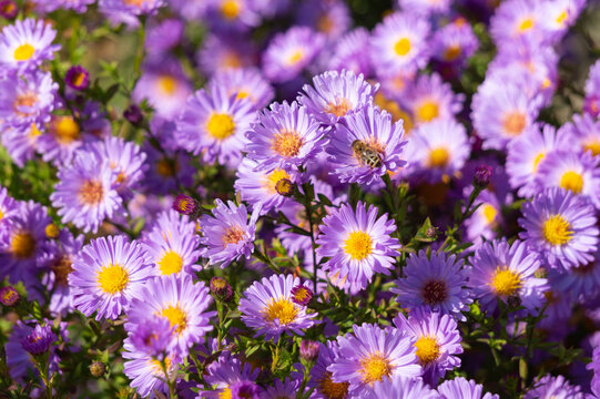 Delicate purple autumn chrysanthemums, holiday card