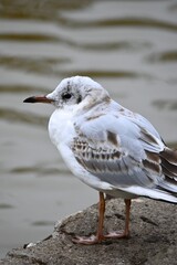 A young gray-white bird chick sits on the shore of the lake in cloudy weather against the background of dark water.  