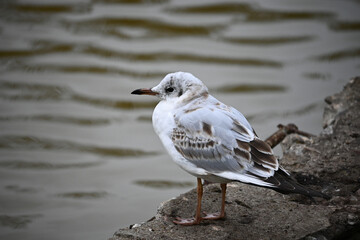 A young gray-white bird chick sits on the shore of the lake in cloudy weather against the background of dark water.    