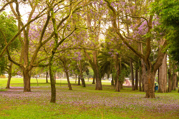 Naklejka premium Ibirapuera Park in Sao Paulo, Brazil. The green landscape of the park.