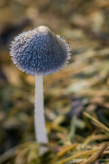 mushroom in the forest