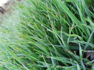 dew on grass