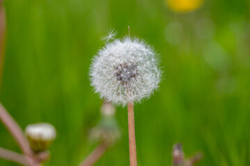 dandelion seeds with fluffy hairs carried by the wind against a background of green grass
