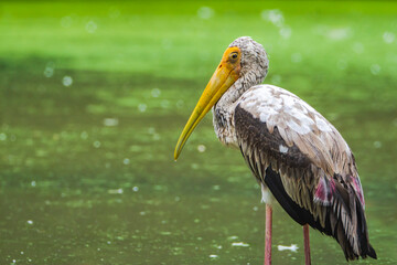 Painted stork (Mycteria leucocephala) on the ground