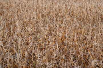 top view of corn about to harvest field photography