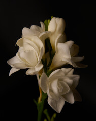 Beautiful white freesia flowers on black background, closeup. 
