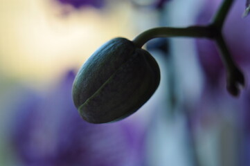 Flower bud on a blurred purple background. Unblown orchid flower.
