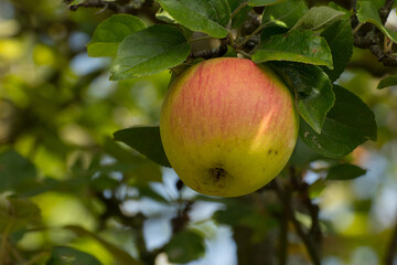 Apfel 