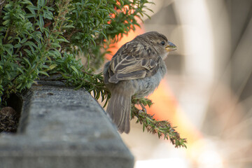 Naklejka premium Kleiner Spatz