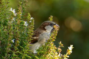 Spatz im Grünen
