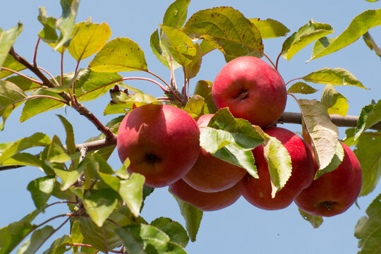 Aromatische Äpfel