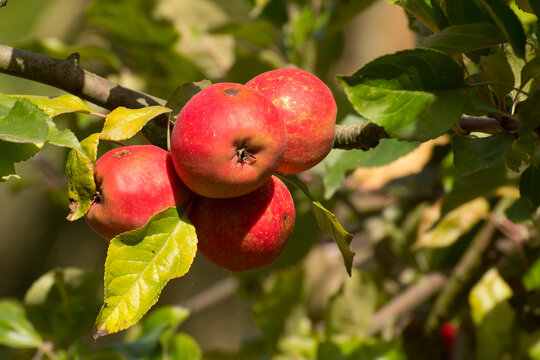 Aromatische Äpfel