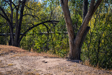 Passing Through the Greenbelt