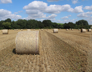 Round straw bales in a field on a hot summer's day Near Wakefield West Yorkshire UK 
