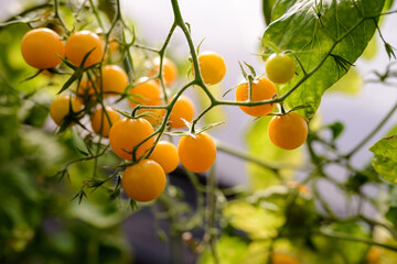 Yellow cherry tomatoes. Beautiful yellow ripe tomatoes grown in a greenhouse.