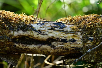 Umgefallener Baumstamm mit Moos bewachsen im Wurzacher Ried