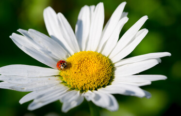 Obraz premium ladybug on daisy