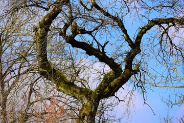 Kranker Baum
