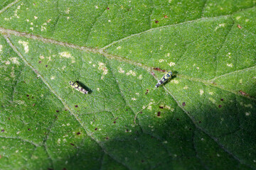 Eggplant also called aubergine or brinjal (Solanum melongena) damaged by leafhoppers Eupteryx atropunctata (adults visible).  White spots are where insects suck cell sap.