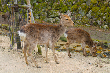Hiking to Mount Misen (弥山) on Miyajima (宮島), Japan | Sika deer (Cervus nippon)