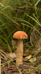 Harvesting forest mushrooms from ecologically clean places