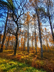 autumn in the forest