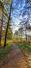 path in the forest