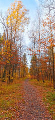 autumn in the forest