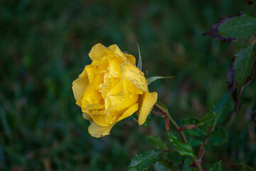 yellow rose in the garden