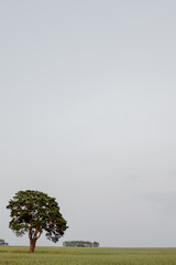 trees