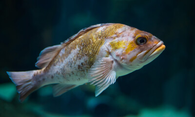 Canary rockfish