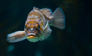Canary rockfish