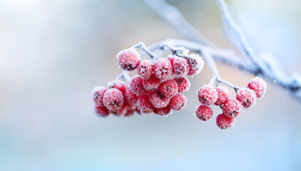 Nature landscape of rowan bunch with red berries covered with frost in winter morning..