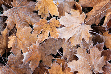 Fallen maple leaves covered with frost. Nature background.