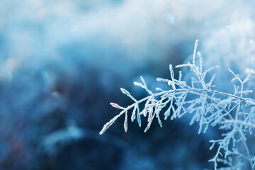 Winter background of beautiful blade of grass covered with frost in morning. Nature landscape in...