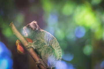 Monkey with an apple