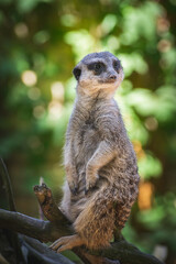 meerkat on the lookout