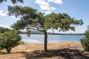 Fototapeta na wymiar A lonely pine tree. Relict salt lake Tambukan. The place of extraction of therapeutic mud. Stavropol Territory, Russia