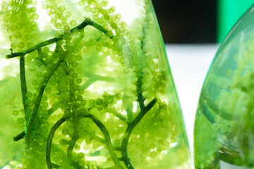 green algae nature background, water sea plant research in environment science laboratory, aquatic leaf macro texture of seaweed, organic life in biotechnology underwater ocean with light, biofuel use